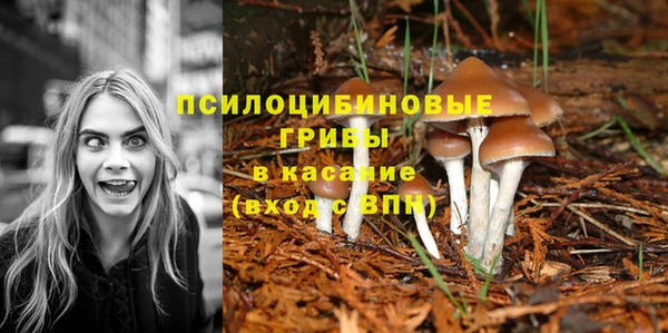 прущие грибы Армянск