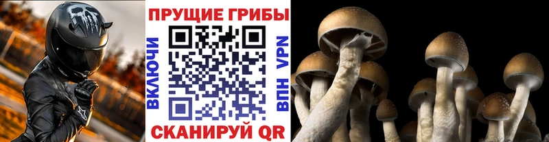 Псилоцибиновые грибы ЛСД наркота Бабушкин